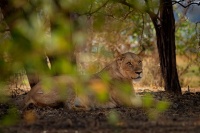 Lev pustinny - Panthera leo - Lion o1328